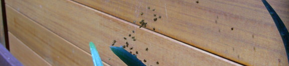 baby spiders